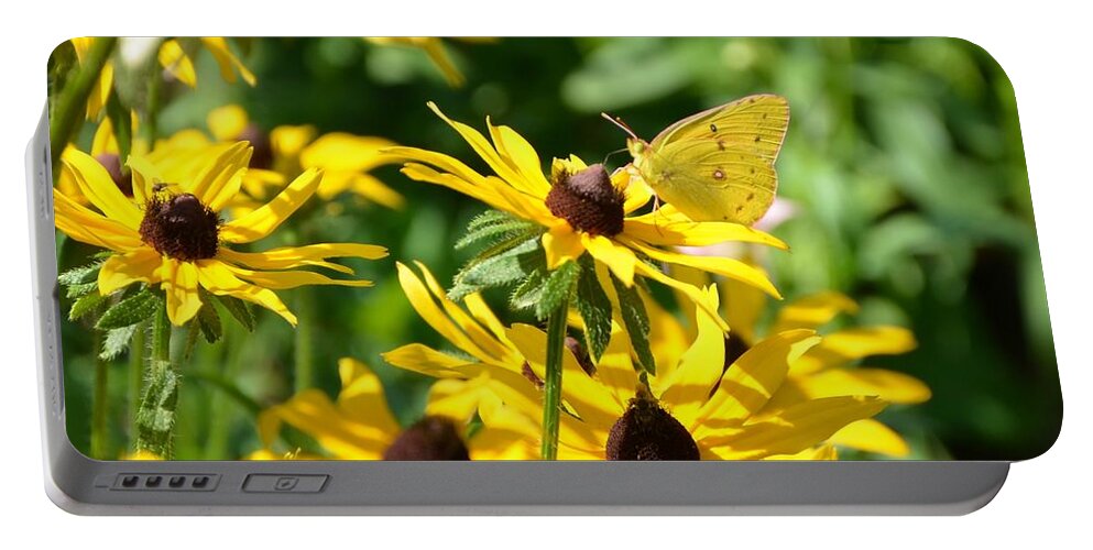 Black-eyed Susan Portable Battery Charger featuring the photograph Orange Sulfur and Susans by Kristin Hatt
