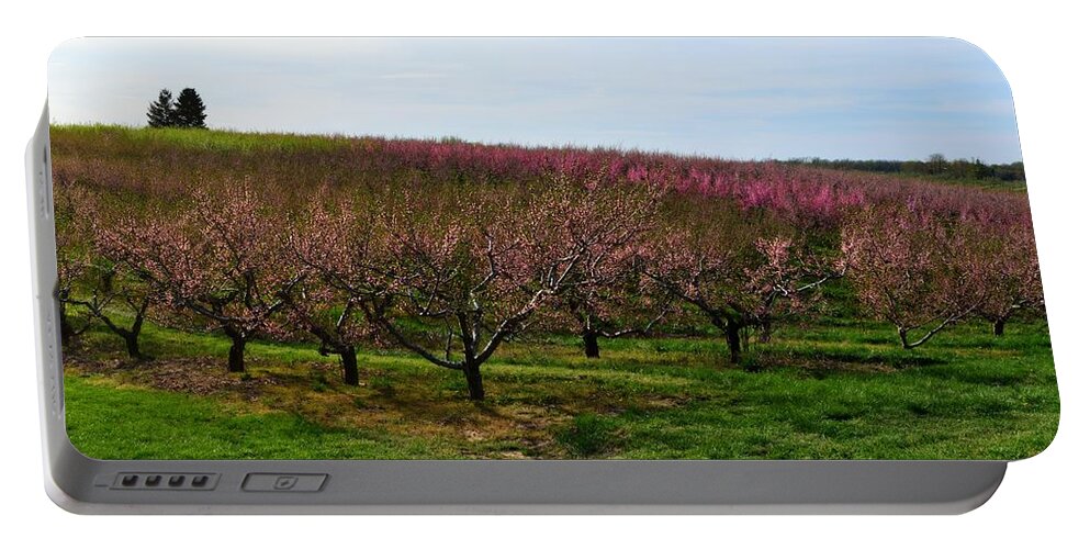 Cherries Portable Battery Charger featuring the photograph Orchard in Spring ll by Michelle Calkins