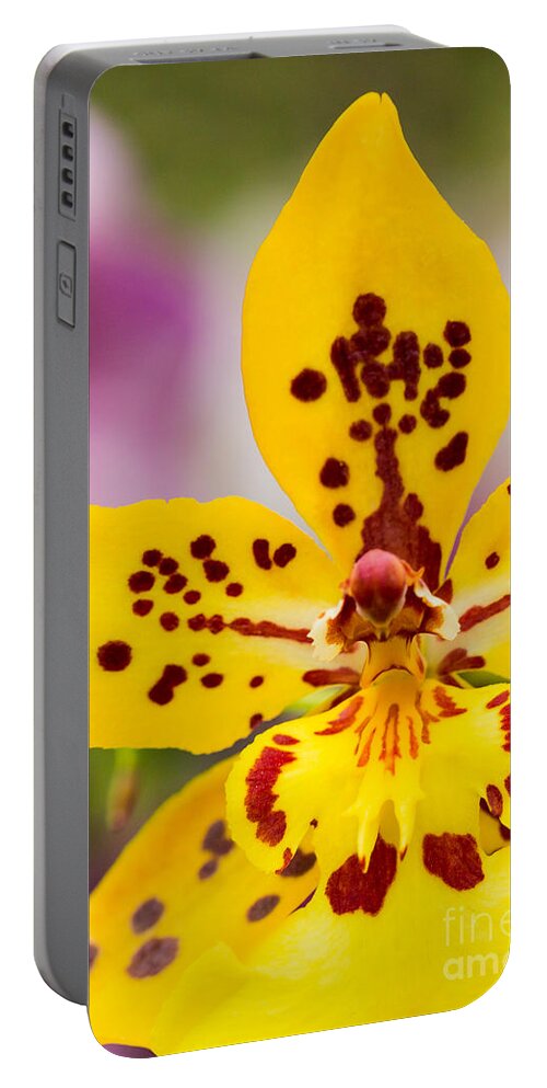 Orchid Portable Battery Charger featuring the photograph Orchid 2 of 3 by Brad Marzolf Photography