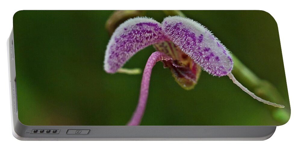 Orchid Portable Battery Charger featuring the photograph Orchid Bloom - Scaphosepalum lima by Heiko Koehrer-Wagner