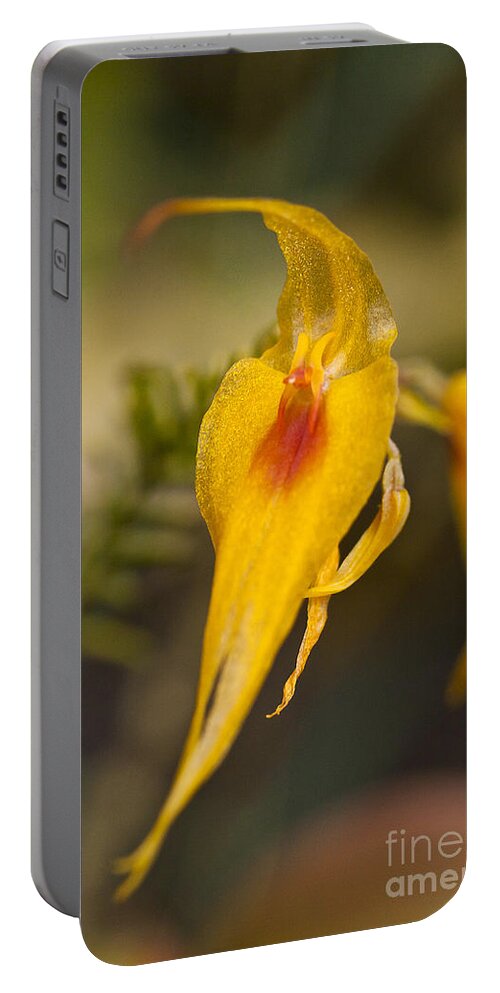 Orchid Portable Battery Charger featuring the photograph Orchid - Lepanthes maxonii by Heiko Koehrer-Wagner