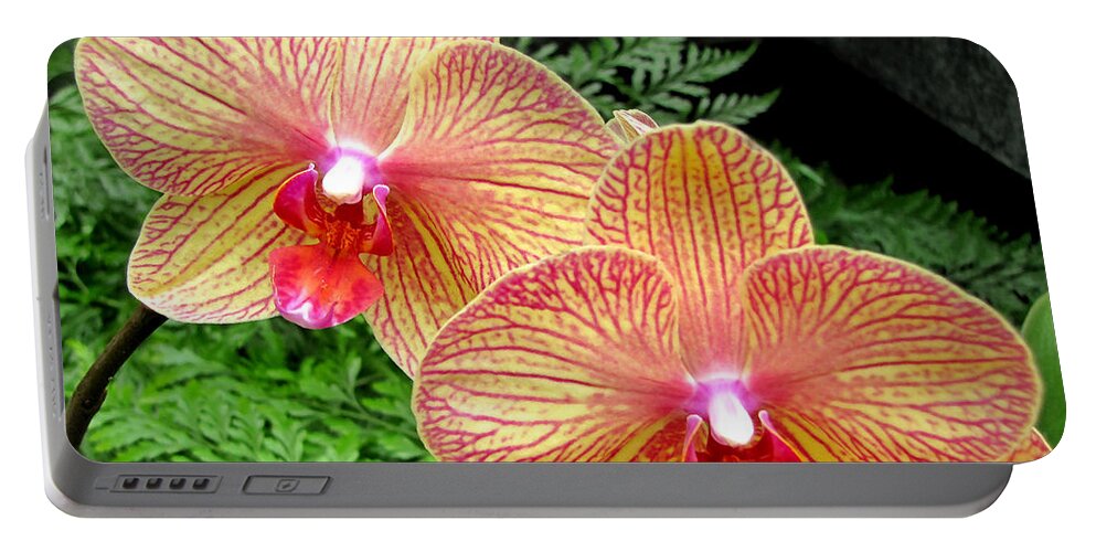 Duane Mccullough Portable Battery Charger featuring the photograph Orchid Pair by Duane McCullough