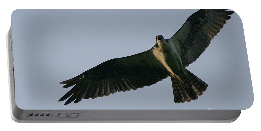 Osprey Art Portable Battery Charger featuring the photograph Osprey above the Androscoggin by Neal Eslinger
