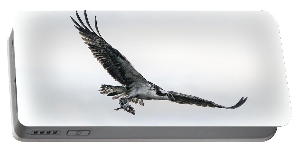 Osprey Portable Battery Charger featuring the photograph Osprey in flight by Barbara Bowen