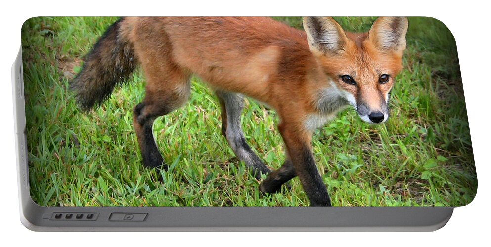Fox Portable Battery Charger featuring the photograph Out for a Walk by Kristin Elmquist