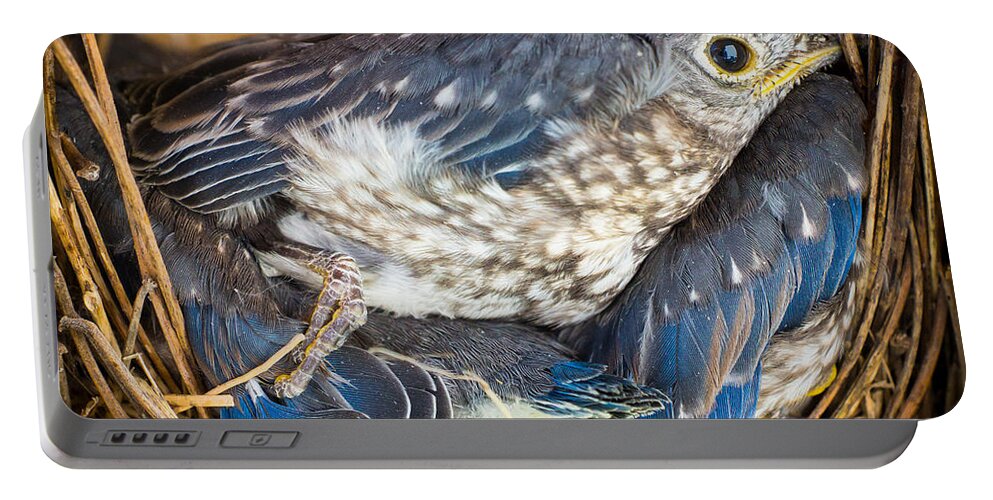 Bird Portable Battery Charger featuring the photograph Overflow Seating by Bill Pevlor