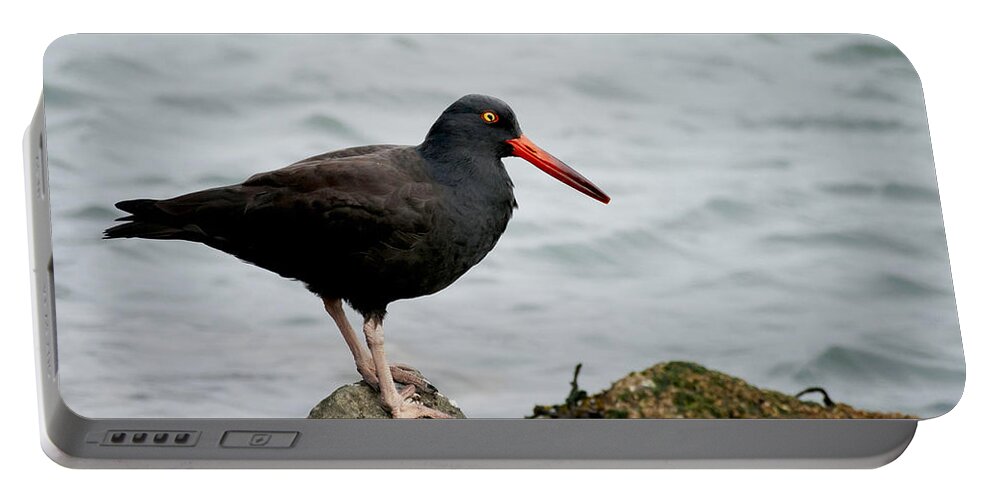 Oystercatcher Portable Battery Charger featuring the photograph Oystercatcher by Betty Depee