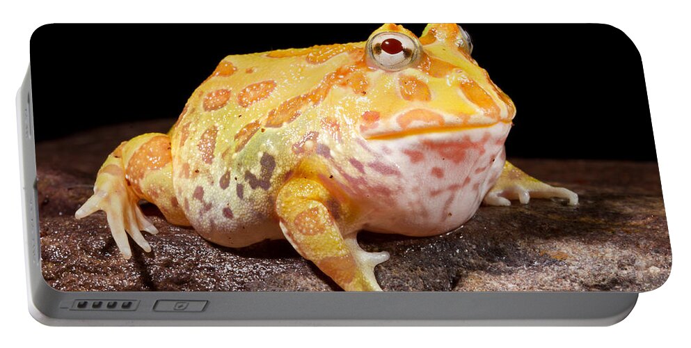 Chacoan Horned Frog Portable Battery Charger featuring the photograph Pac Man Frog Ceratophrys by David Kenny