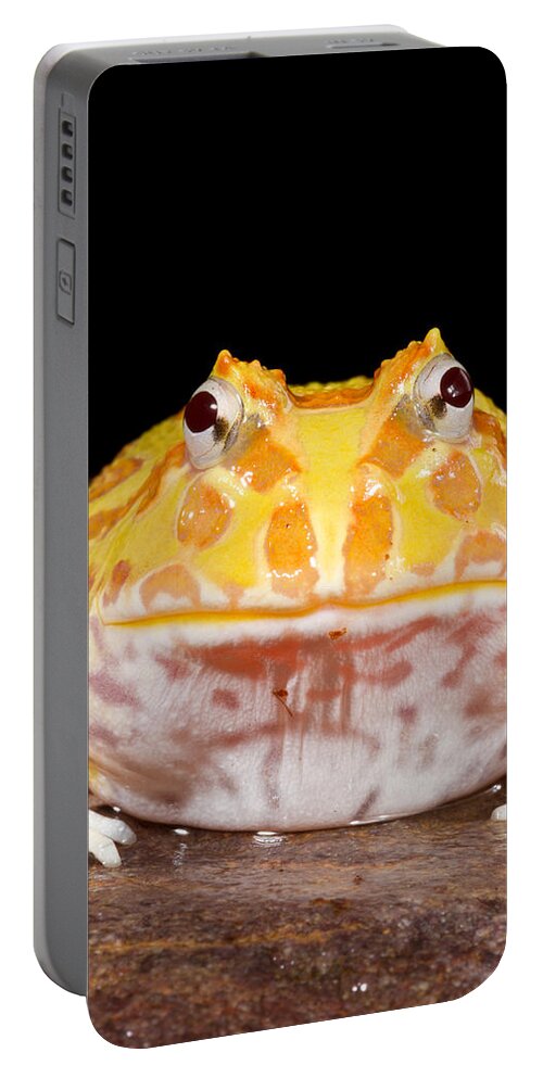 Chacoan Horned Frog Portable Battery Charger featuring the photograph Pac Man Frog Ceratophrys On A Rock by David Kenny