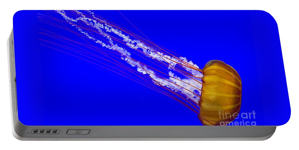 Central Portable Battery Charger featuring the photograph Pacific Sea Nettle by Nick Boren