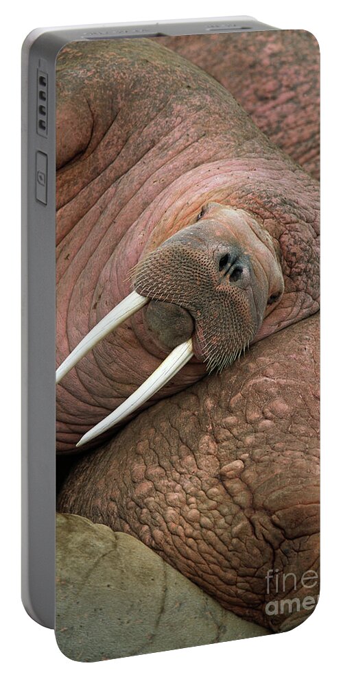 00344073 Portable Battery Charger featuring the photograph Bull Walrus on Round Island by Yva Momatiuk and John Eastcott