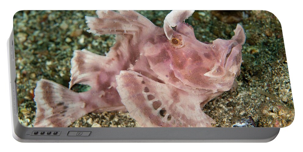 Flpa Portable Battery Charger featuring the photograph Paddle-flap Scorpionfish Lembeh Straits by Colin Marshall