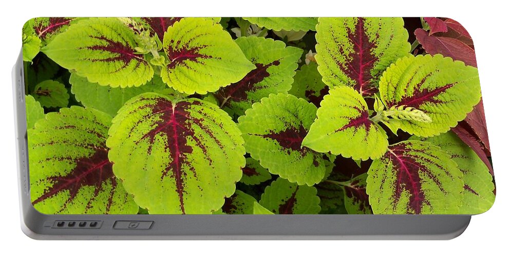 Ornamental Foliage Plants Portable Battery Charger featuring the photograph Painting From Nature by Lingfai Leung