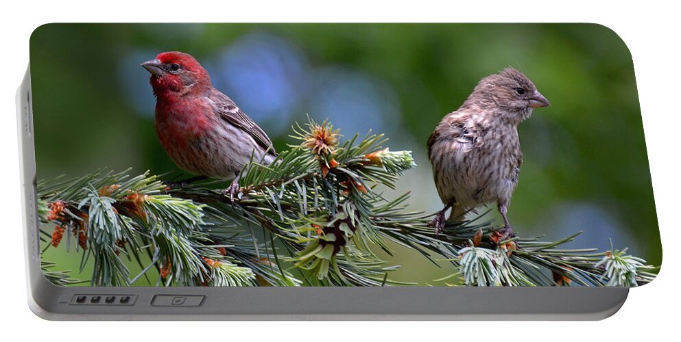 Finch Portable Battery Charger featuring the photograph Pair of Purple Finches by Rodney Campbell