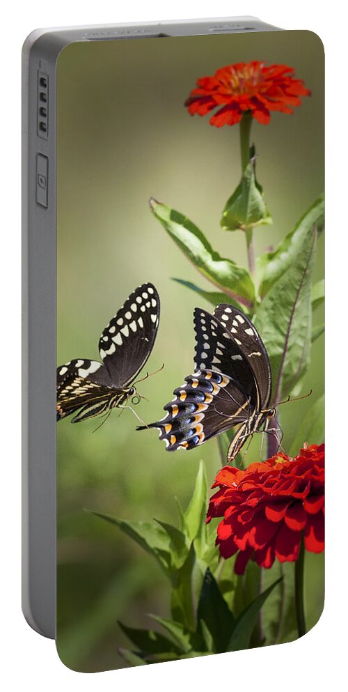 Butterflies Portable Battery Charger featuring the photograph Palamedes Swallowtail Butterflies by Jo Ann Tomaselli