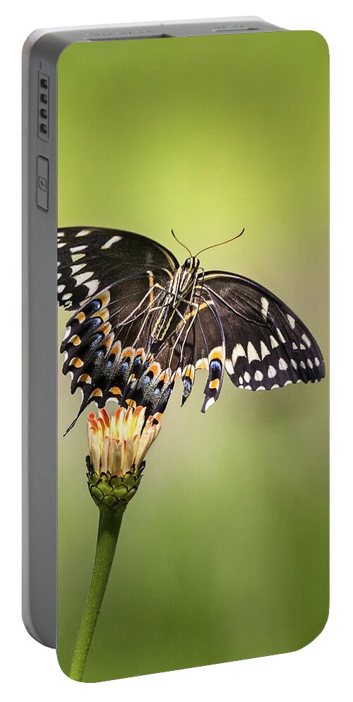 Butterfly Portable Battery Charger featuring the photograph Palamedes Swallowtail Butterfly Belly by Jo Ann Tomaselli