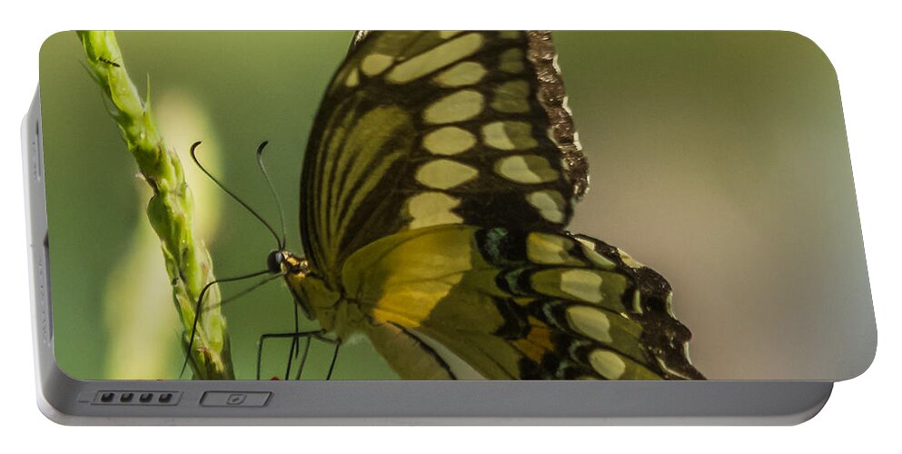 Butterfly Portable Battery Charger featuring the photograph Palamedes Swallowtail by Jane Luxton