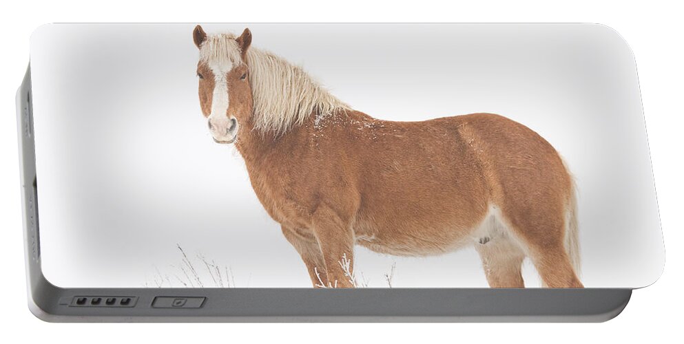 Palomino Portable Battery Charger featuring the photograph Palomino Horse in the Snow by James BO Insogna
