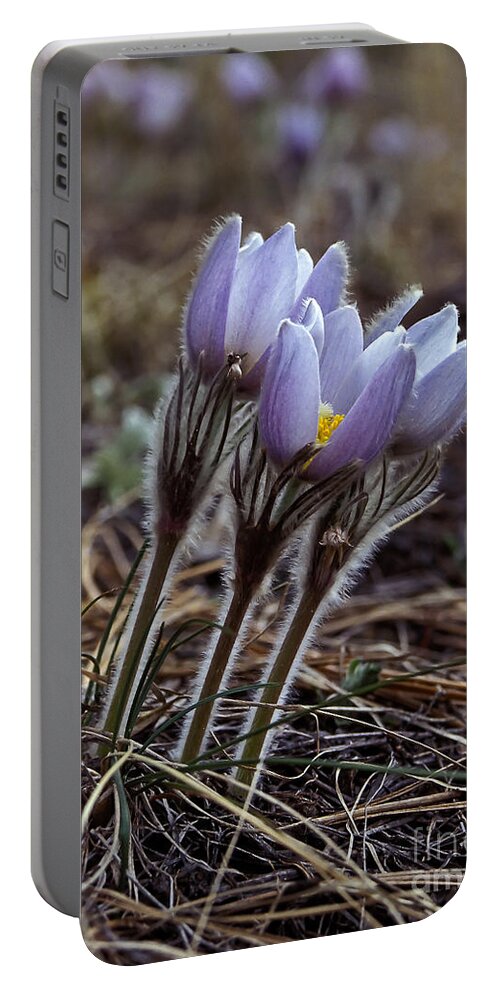 Flowers Portable Battery Charger featuring the photograph Pasque flower by Steven Ralser