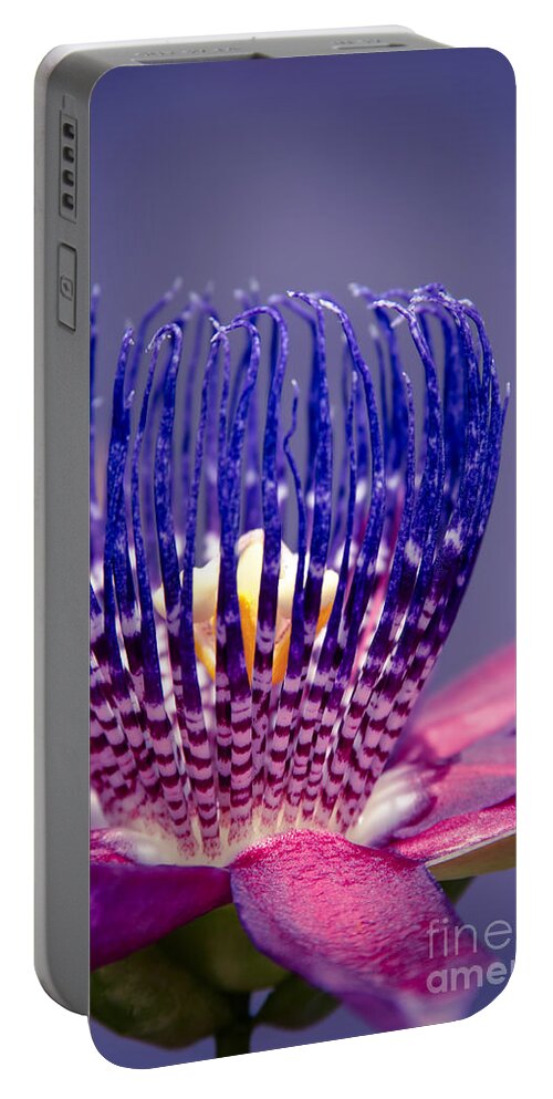 Passiflora Alata Portable Battery Charger featuring the photograph Passiflora alata - Ruby Star - Ouvaca - Fragrant Granadilla - Winged-Stem Passion Flower by Sharon Mau