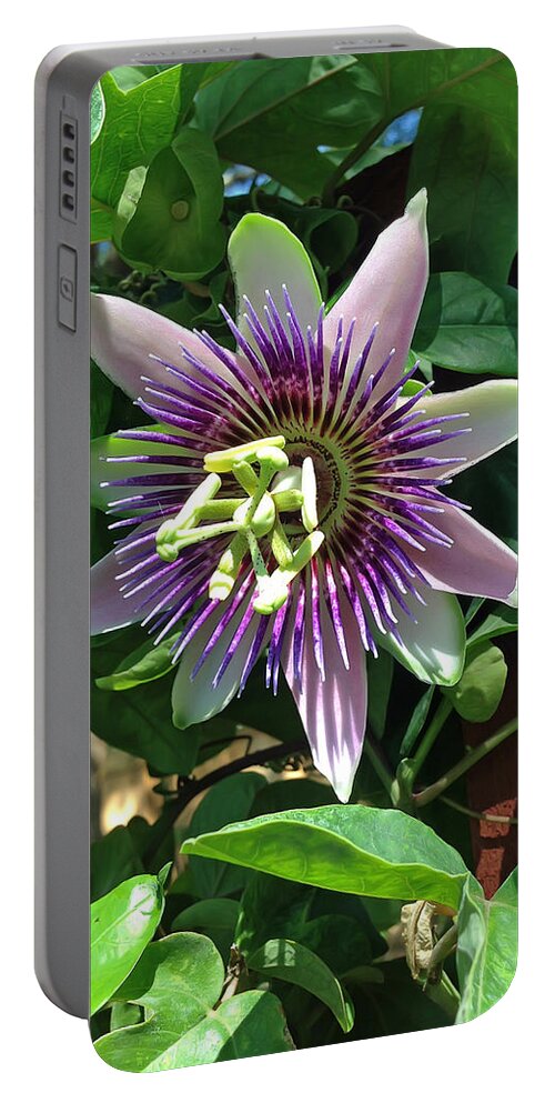 Passion Flower Portable Battery Charger featuring the photograph Passion Flower 4 by Aimee L Maher ALM GALLERY