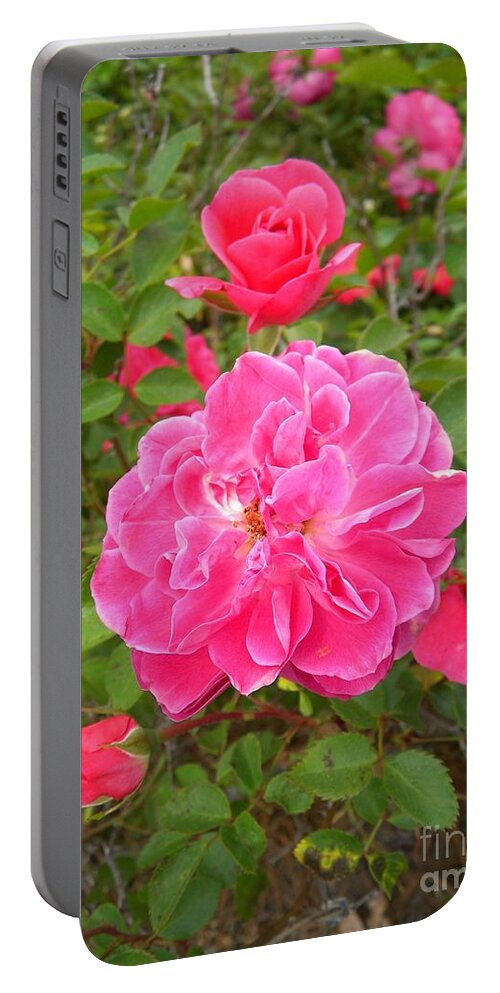 Roses Portable Battery Charger featuring the photograph Passionate Pink Springtime by Matthew Seufer
