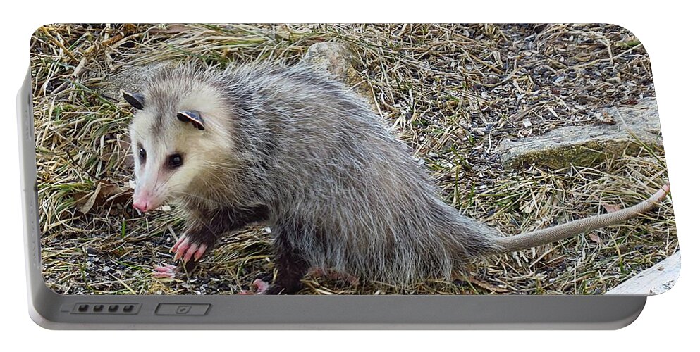 Possum Portable Battery Charger featuring the photograph Pawing Possum by MTBobbins Photography