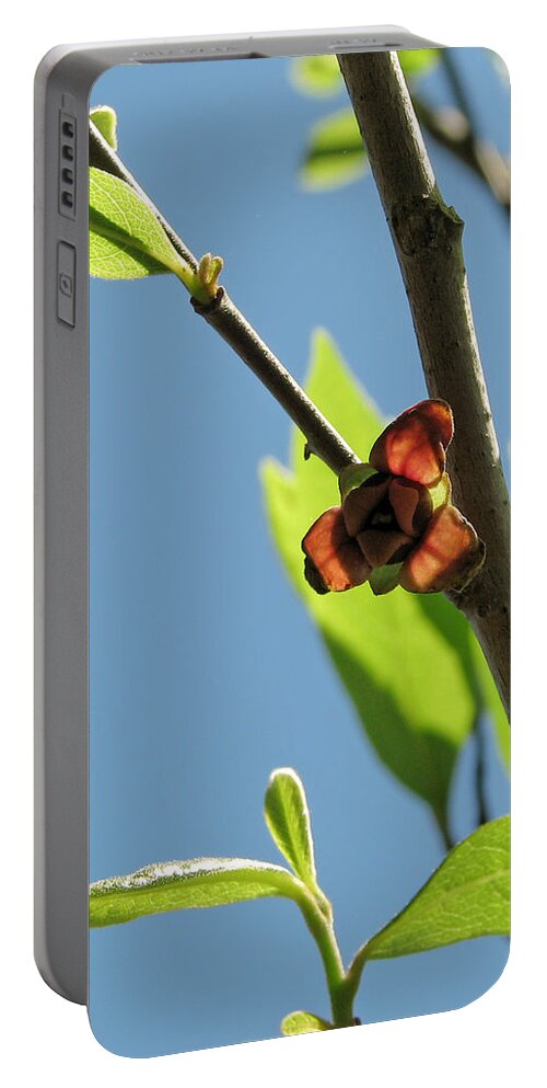 Nature Portable Battery Charger featuring the photograph Pawpaw Blossom by Peggy Urban