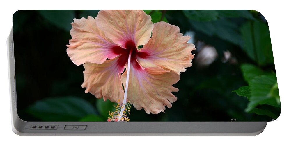 Peach Portable Battery Charger featuring the photograph Peach and deep purple hibiscus flower by Imran Ahmed