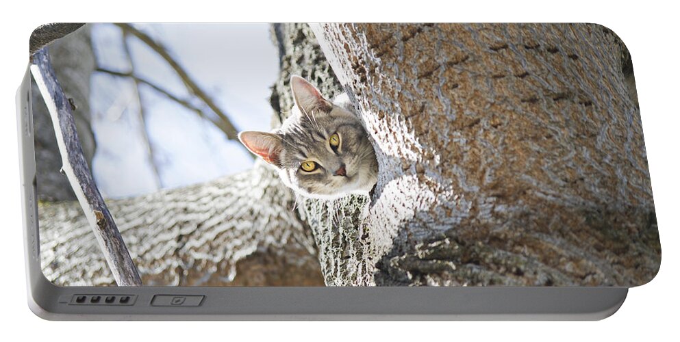 Cat Portable Battery Charger featuring the photograph Peaking Cat by Sharon Popek