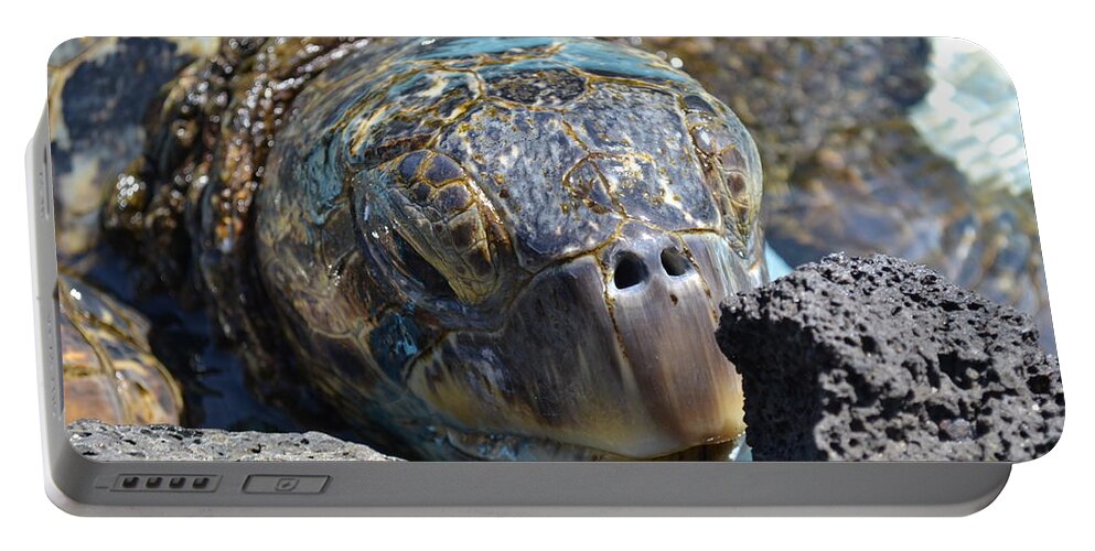 Turtle Portable Battery Charger featuring the photograph Peek-a-boo Turtle by Amanda Eberly