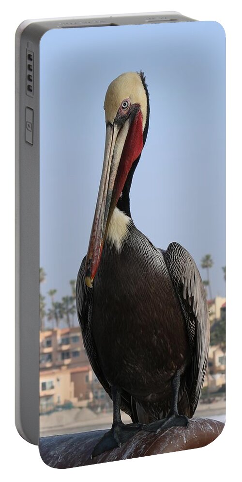 Wild Portable Battery Charger featuring the photograph Pelican - 2 by Christy Pooschke