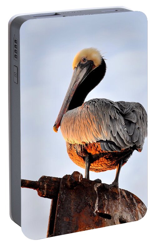 Birds Portable Battery Charger featuring the photograph Pelican looking back by AJ Schibig