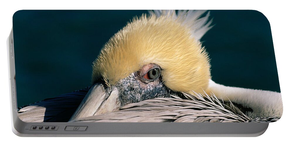 Pelican Portable Battery Charger featuring the photograph Pelican Portrait by Bradford Martin