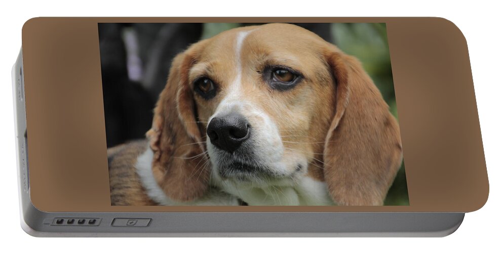 Beagle Portable Battery Charger featuring the photograph The Beagle named Penny by Valerie Collins