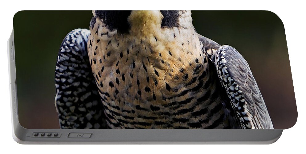 Feather Portable Battery Charger featuring the photograph Peregrine Focus by Mary Jo Allen