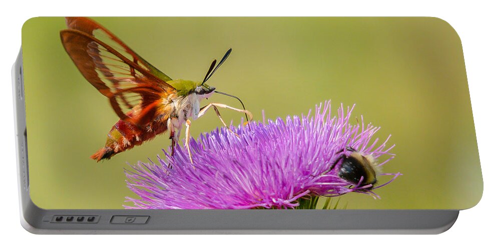 Landscape Portable Battery Charger featuring the photograph Perfect Hummingbird Moth by Cheryl Baxter