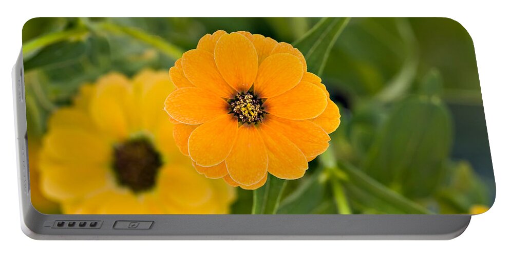 Angiosperms Portable Battery Charger featuring the photograph Peruvian Zinnia by Hal Horwitz