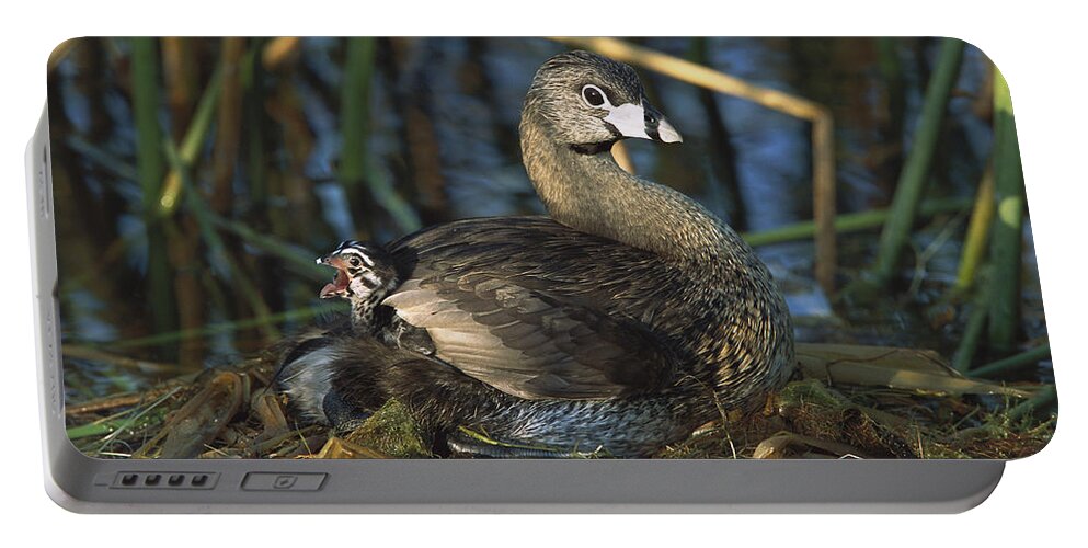 Feb0514 Portable Battery Charger featuring the photograph Pied-billed Grebe Nesting Texas by Tom Vezo