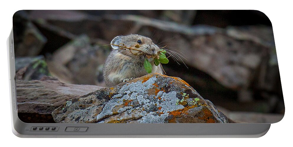  Portable Battery Charger featuring the photograph Pika Hustle by Kevin Dietrich