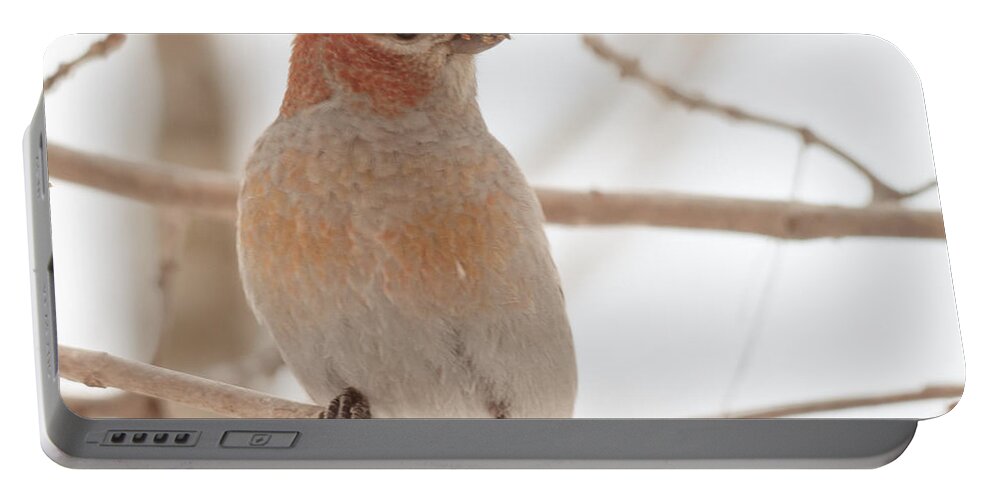  Portable Battery Charger featuring the photograph Pine Grosbeak by Cheryl Baxter