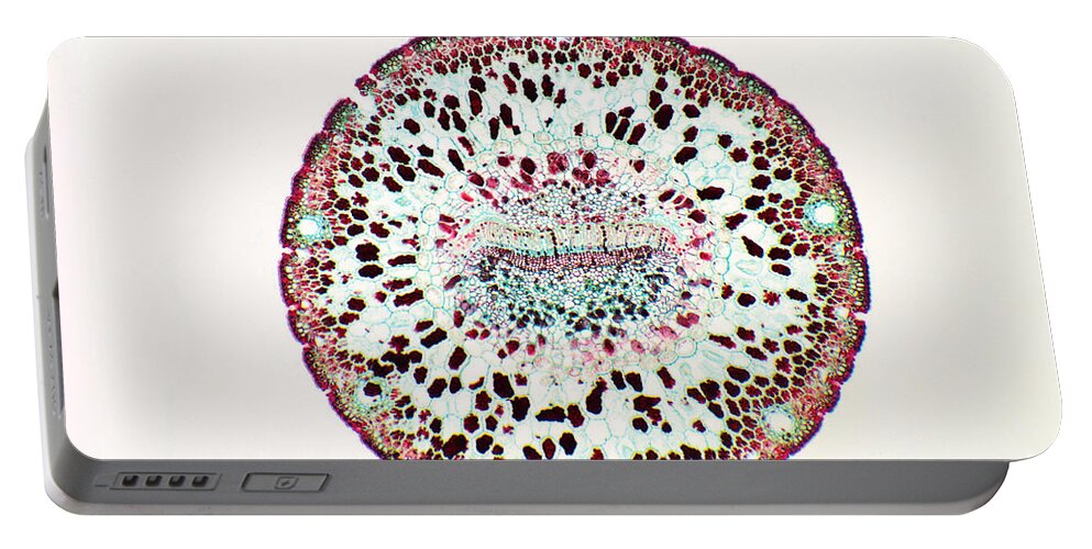Epidermis Portable Battery Charger featuring the photograph Pine Leaf Stomata by Biology Pics