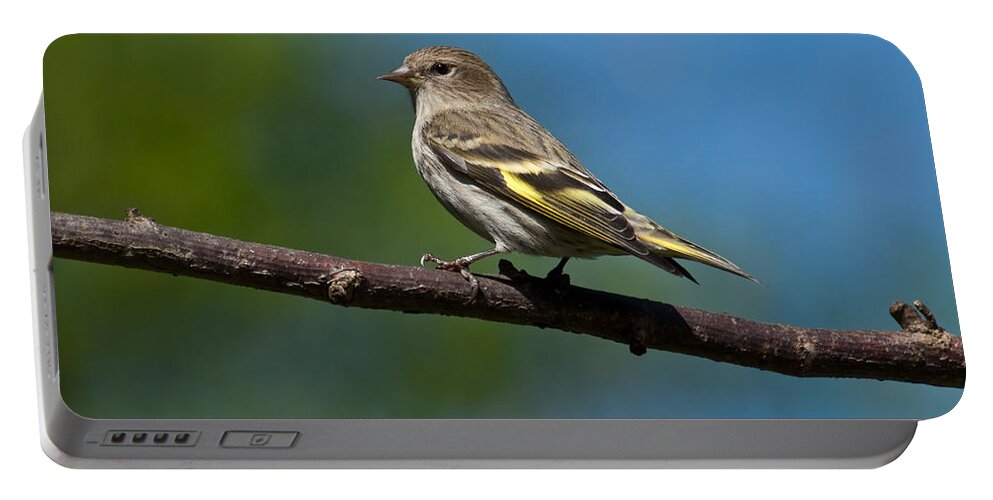 Animal Portable Battery Charger featuring the photograph Pine Siskin Perched on a Branch by Jeff Goulden
