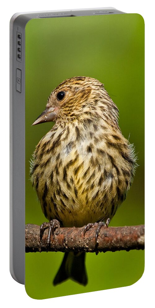 Animal Portable Battery Charger featuring the photograph Pine Siskin With Yellow Coloration by Jeff Goulden