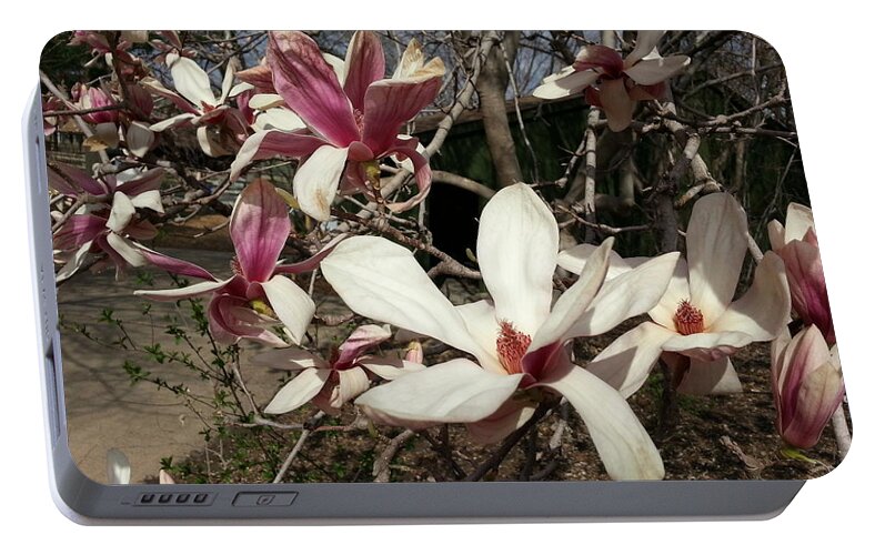 Pink Portable Battery Charger featuring the photograph Pink and White Spring Magnolia by Caryl J Bohn