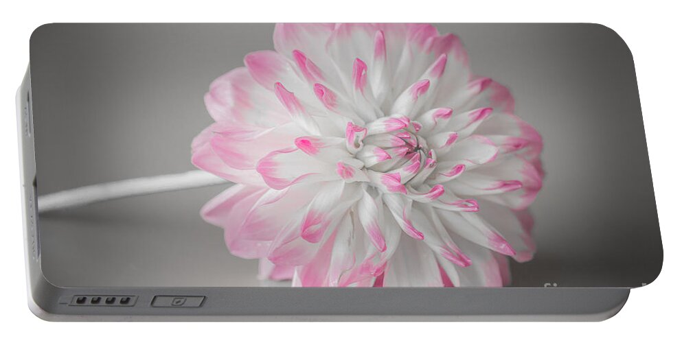 Flower Portable Battery Charger featuring the photograph Pink Dahlia by Amanda Mohler