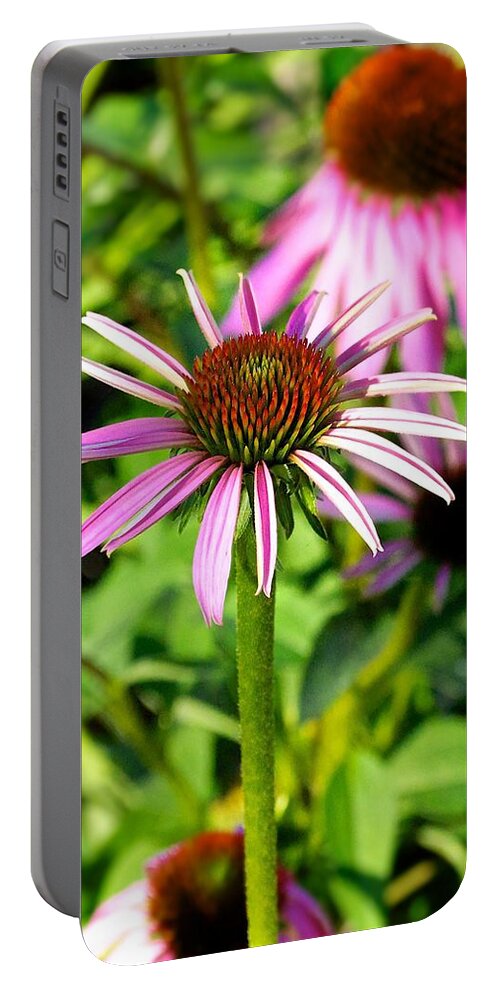 Fredericksburg Portable Battery Charger featuring the photograph Pink Daisy Vertical Photograph by Kristina Deane