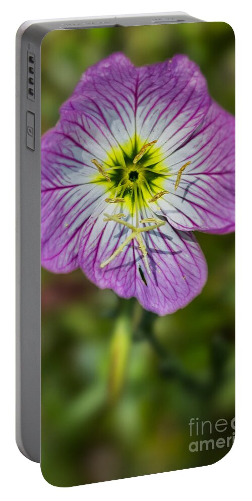Oenothera-speciosa Portable Battery Charger featuring the photograph Pink Evening Primrose by Bernd Laeschke