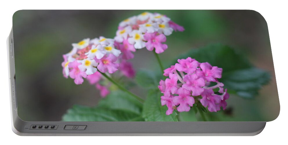 Lantana Portable Battery Charger featuring the photograph Pink Lantana by Cathy Lindsey