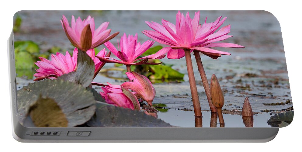 Pink Portable Battery Charger featuring the photograph Pink Lotuses by Fotosas Photography